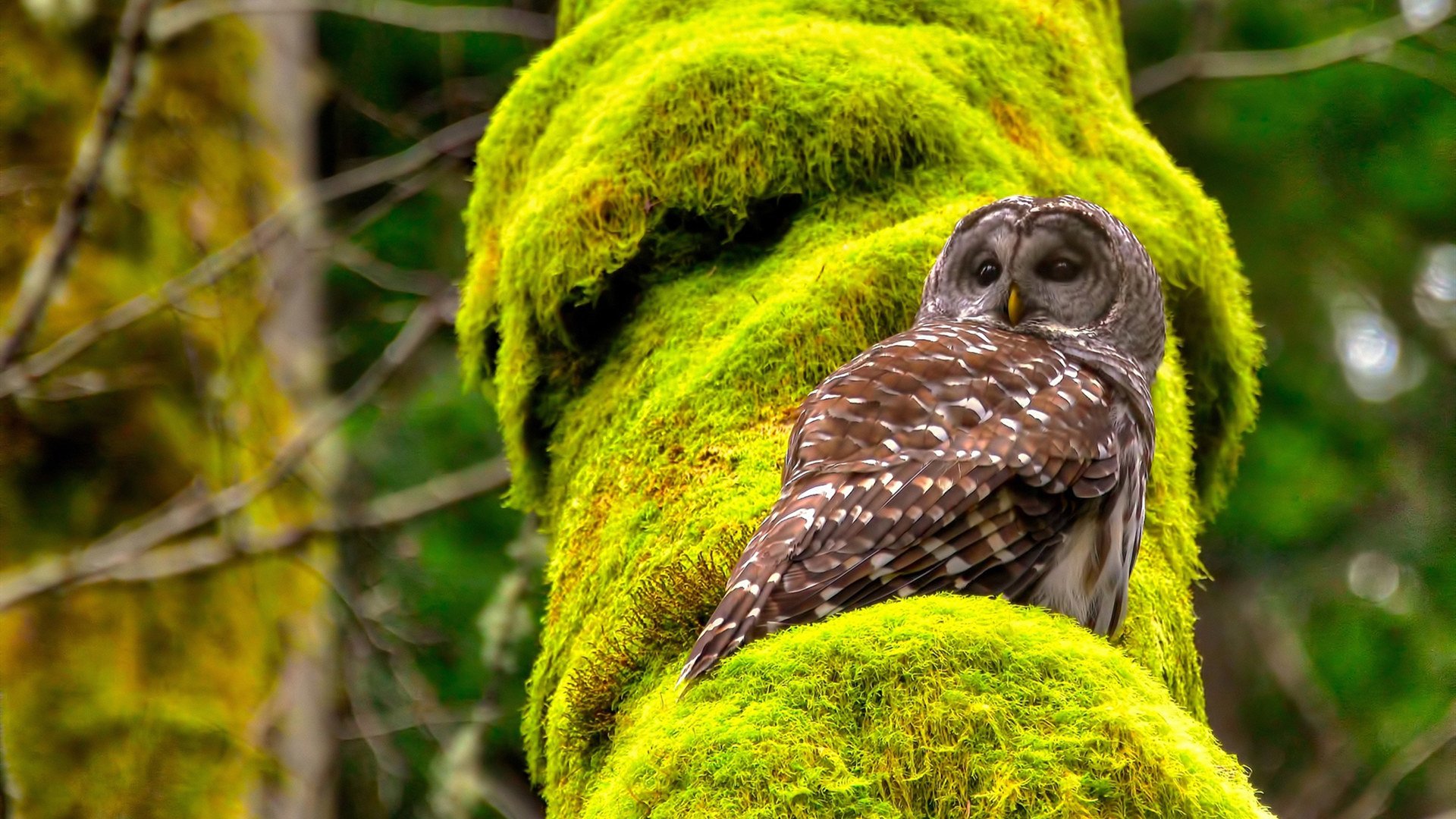 韩国乒乓队新星崛起，打破原有格局，韩国乒乓球阵容