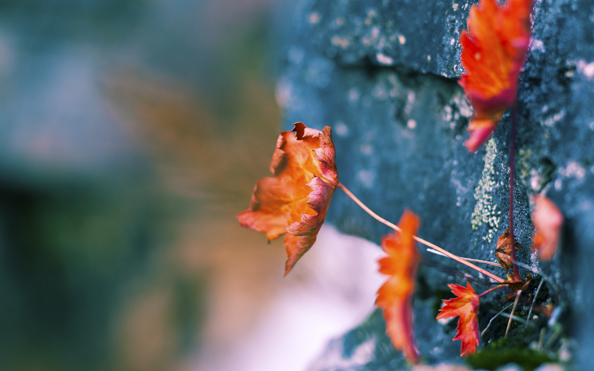橄榄球场地共享模式成新趋势，橄榄球场地详解